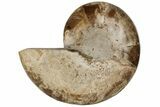 Choffaticeras (Daisy Flower) Ammonite Half - Madagascar #199240-2